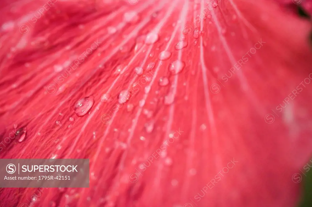 Close_up hibiscus petal with raindrops