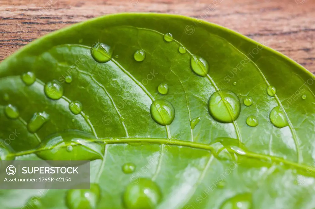Close_up of raindrops on green leaf