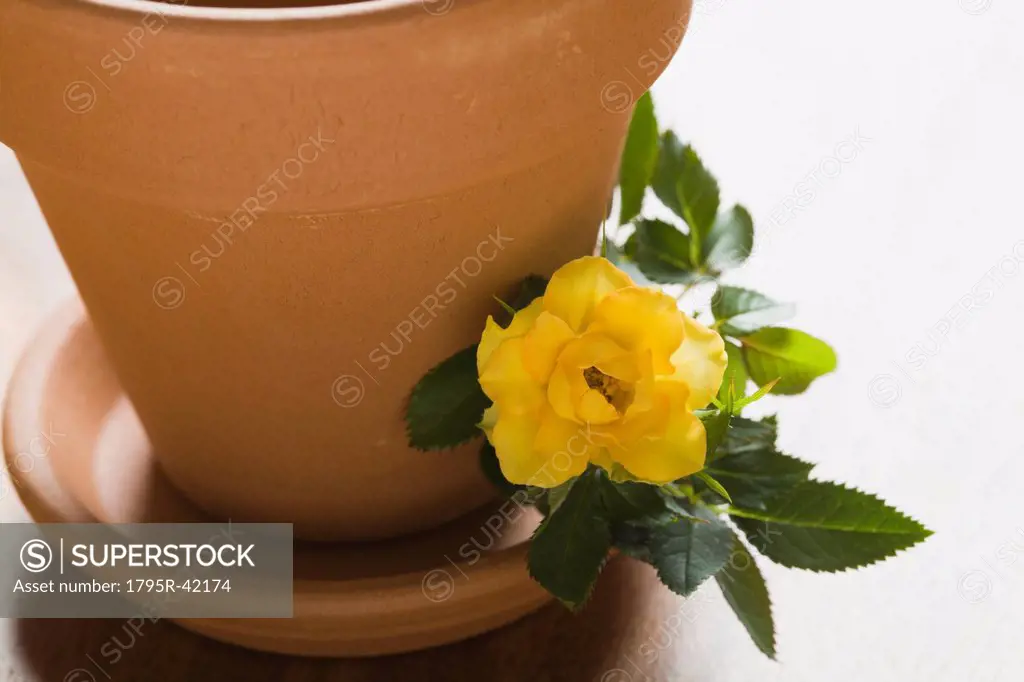 Studio shot of yellow rose and flower pot