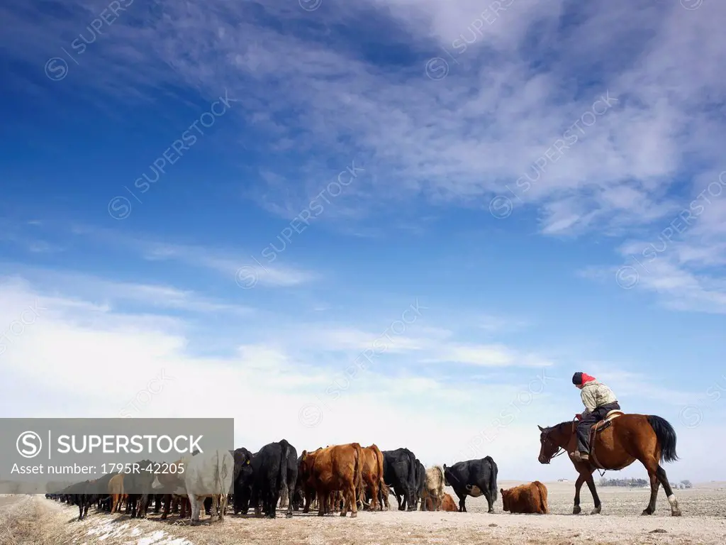 USA, Nebraska, Great Plains, horse rider driving cattle