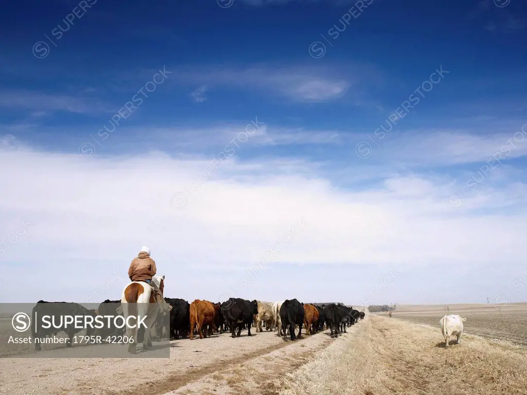 USA, Nebraska, Great Plains, horse rider driving cattle