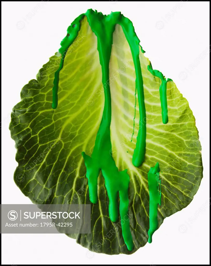 Studio shot of lettuce leaf covered with green paint