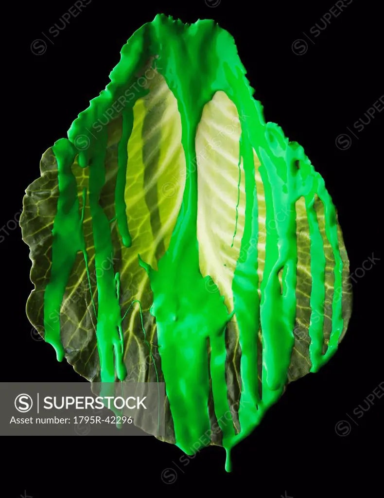 Studio shot of lettuce leaf covered with green paint