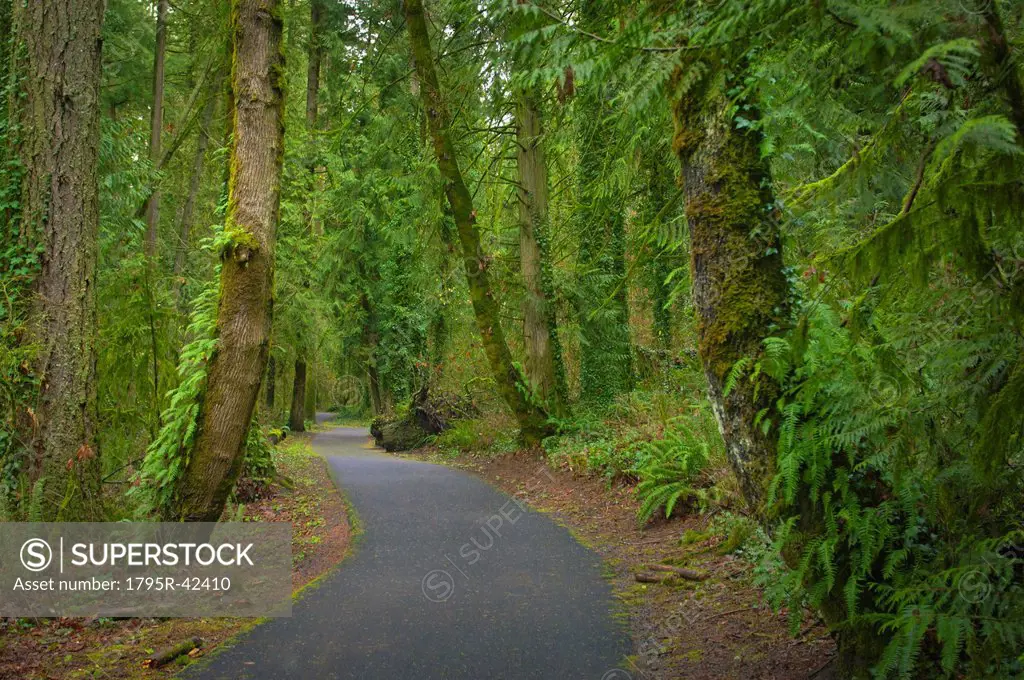 USA, Oregon, Marion County, Green forested path