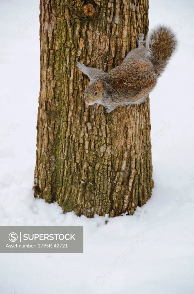 USA, New York, New York City, squirrel on tree trunk