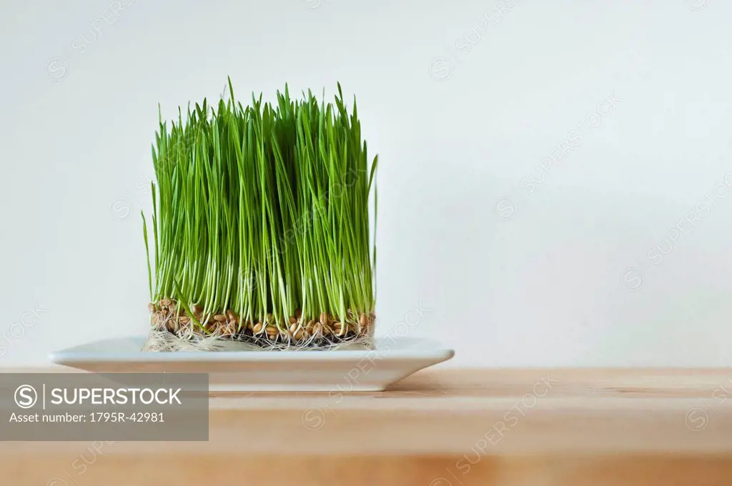 Growing grass