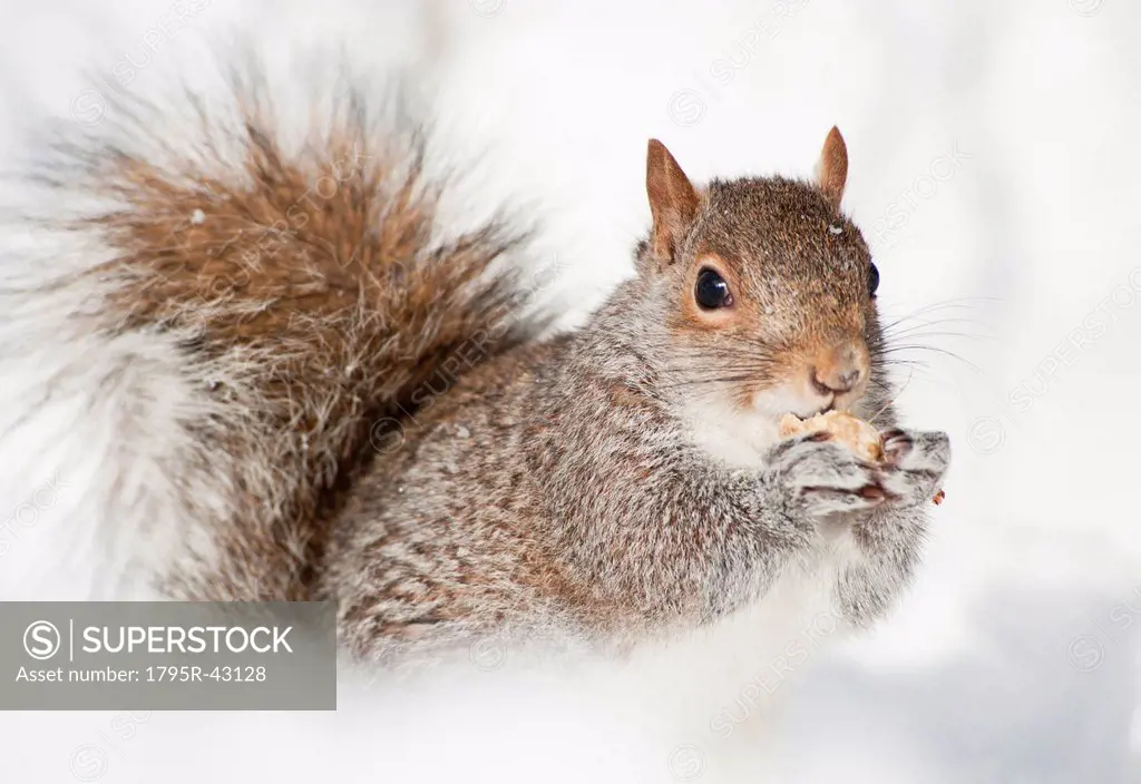 USA, New York, New York City, close up of squirrel sitting in snow