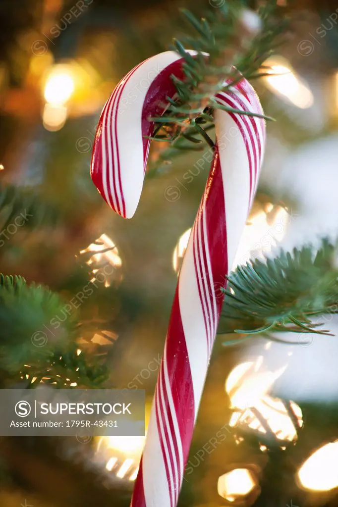 Close_up of candy cane hanging on christmas tree, studio shot