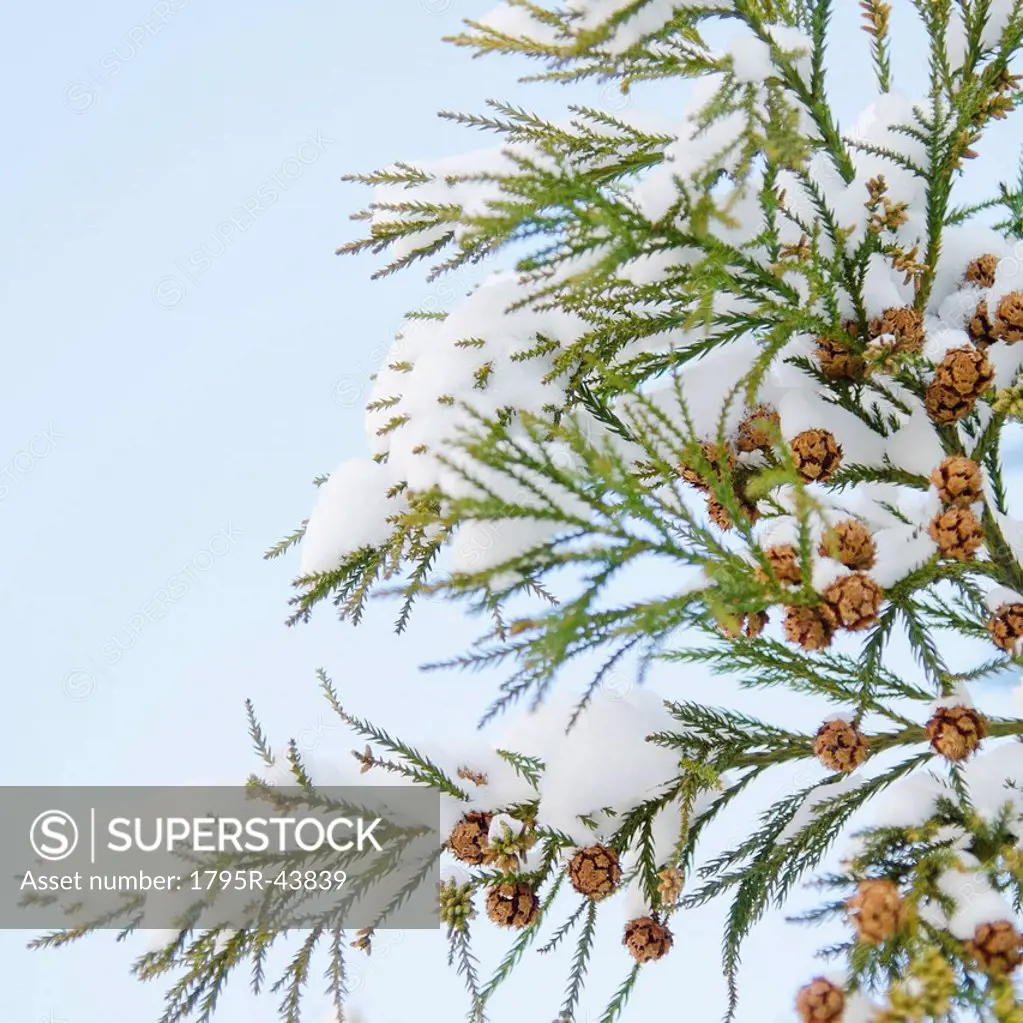 USA, New York, New York City, close up of pine tree branch covered with snow