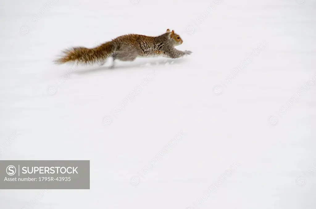 USA, New York, New York City, squirrel running on snow