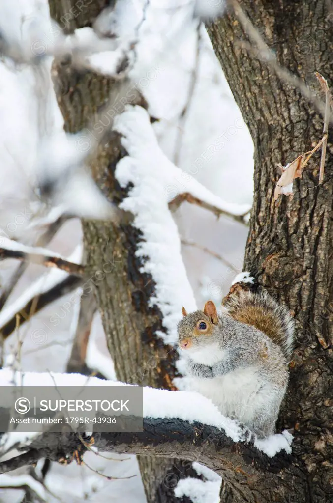 USA, New York, New York City, squirrel sitting on branch in winter
