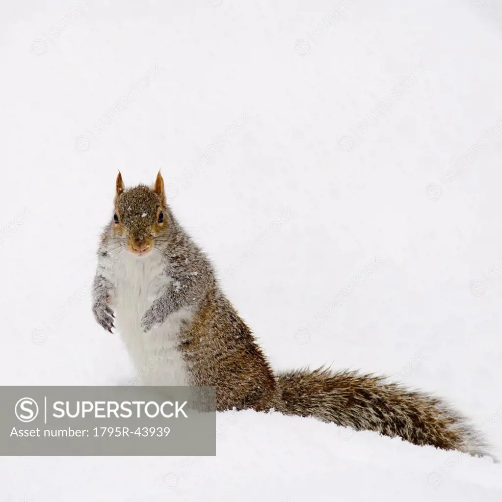USA, New York, New York City, squirrel on snow