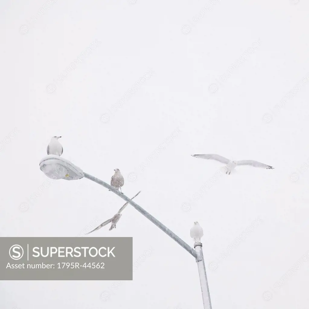 USA, New York State, Rockaway Beach, seagulls perching on street lamp