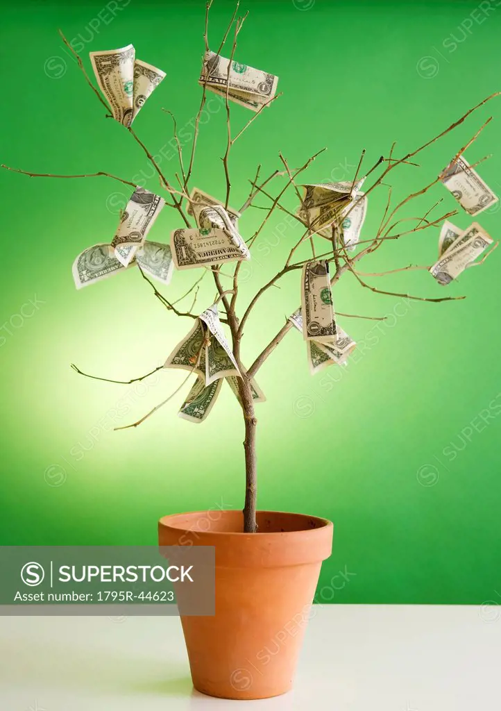 Close up of potted plant with dollar banknotes on branches