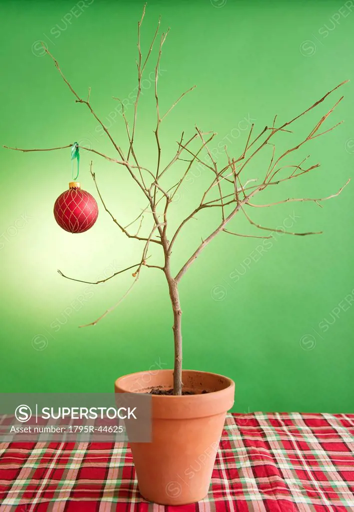 Close up of potted plant with single christmas bauble