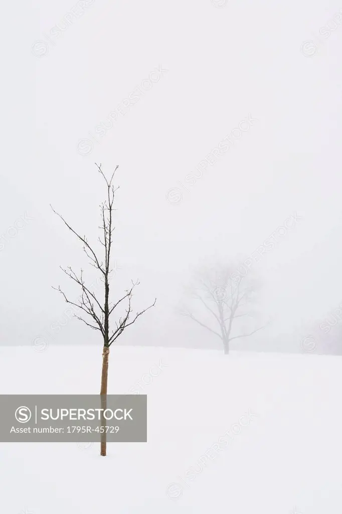 USA, New Jersey, Lonely tree in winter scenery