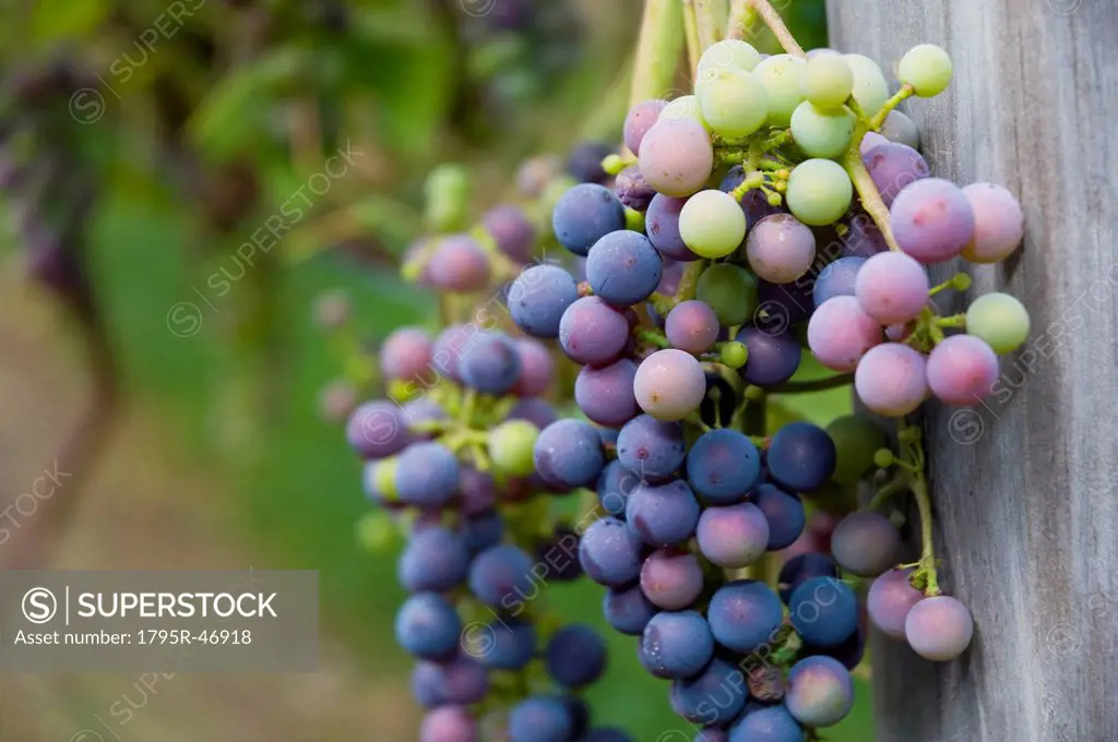 USA, Vermont, Woodstock, Bunch of unripe grapes