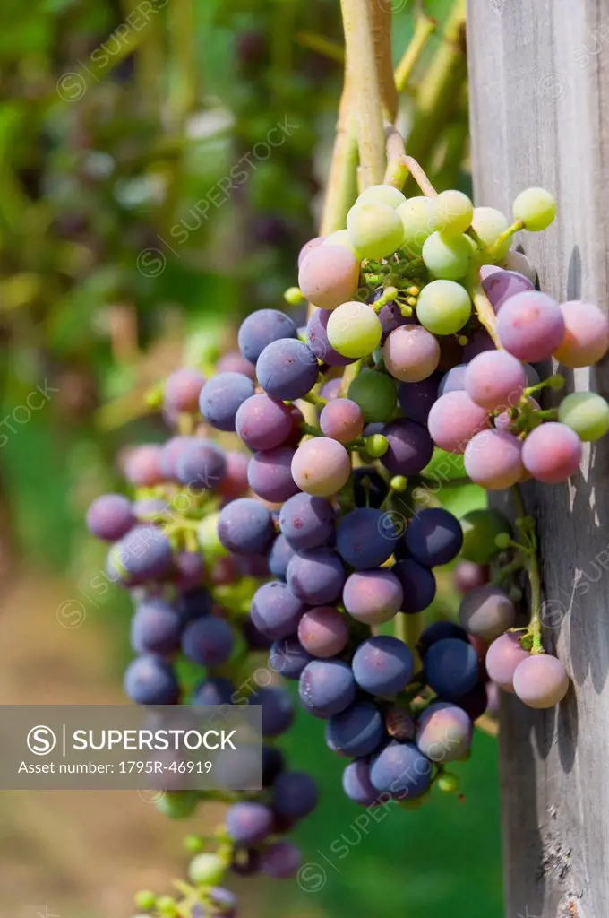 USA, Vermont, Woodstock, Bunch of unripe grapes