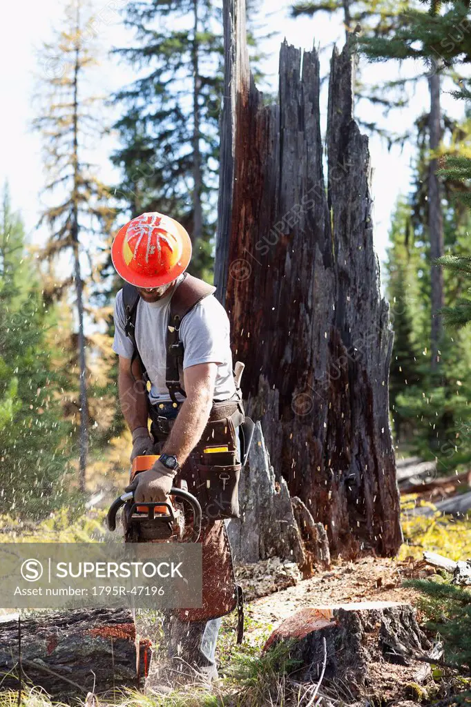 USA, Montana, Lakeside, lumberjack felling tree