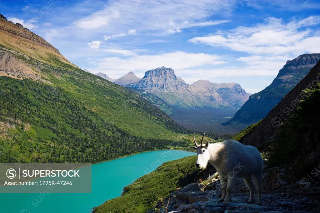 USA, Montana, Glacier National Park, Mountain goat, high angle view