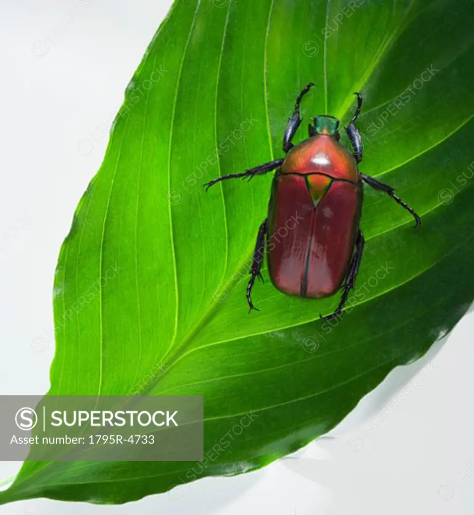 Scarab beetle on leaf