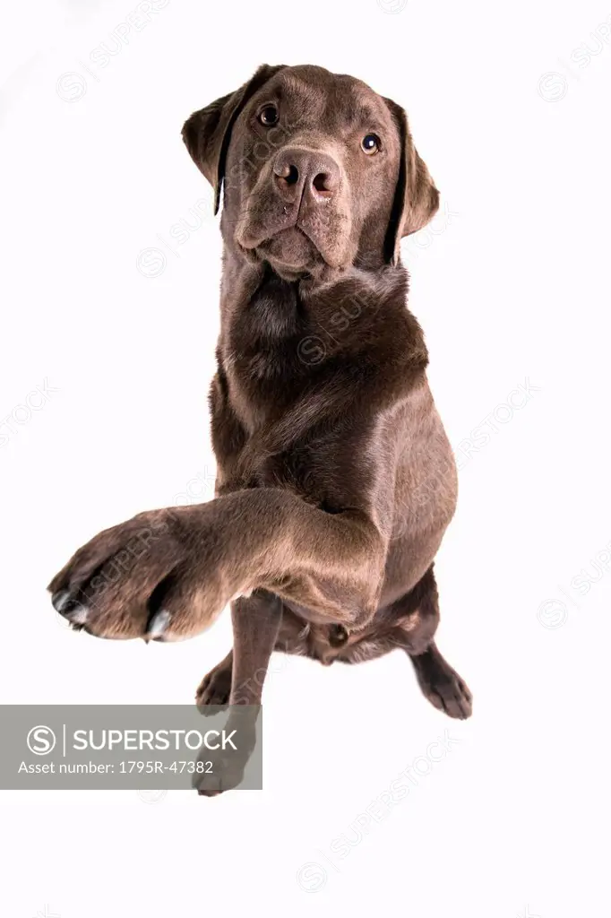 Studio portrait of Chocolate Labrador