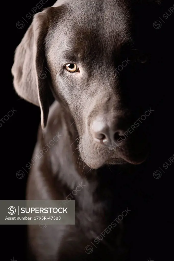 Studio portrait of Chocolate Labrador