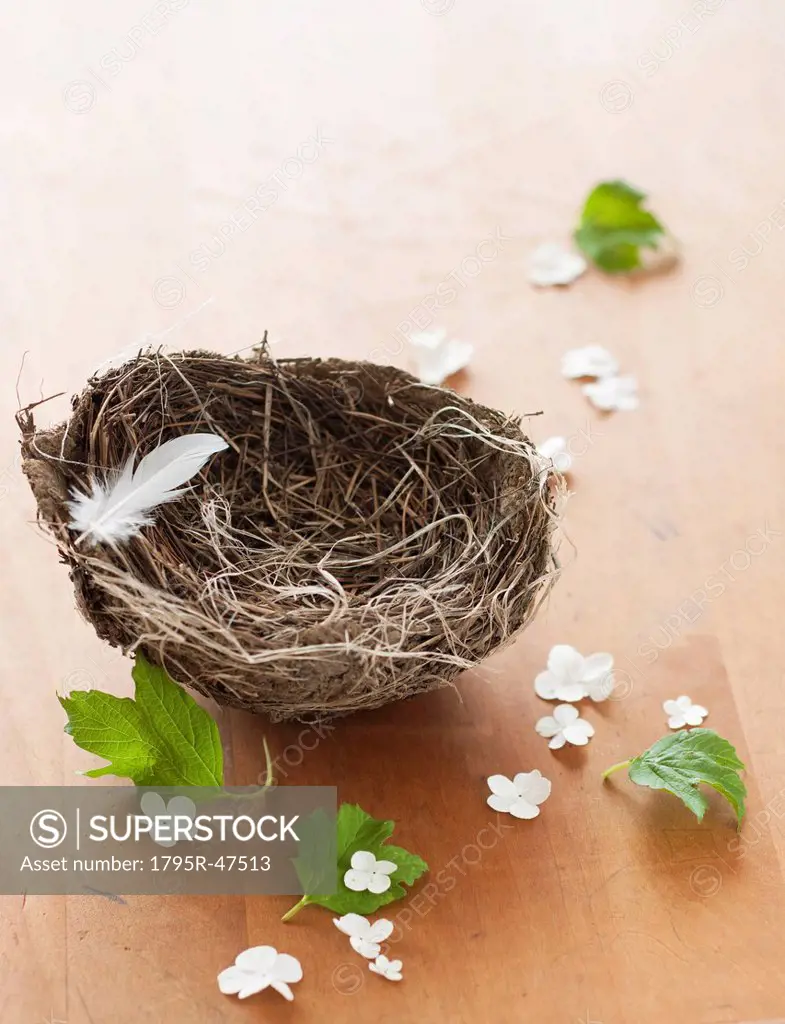 Feather and flowers with birds nest