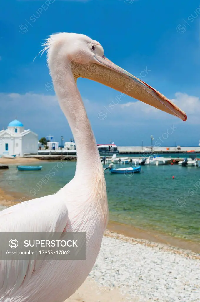 Greece, Cyclades Islands, Mykonos, Pelican on beach at harbor