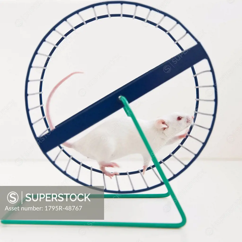 Studio shot of white mouse in exercise wheel