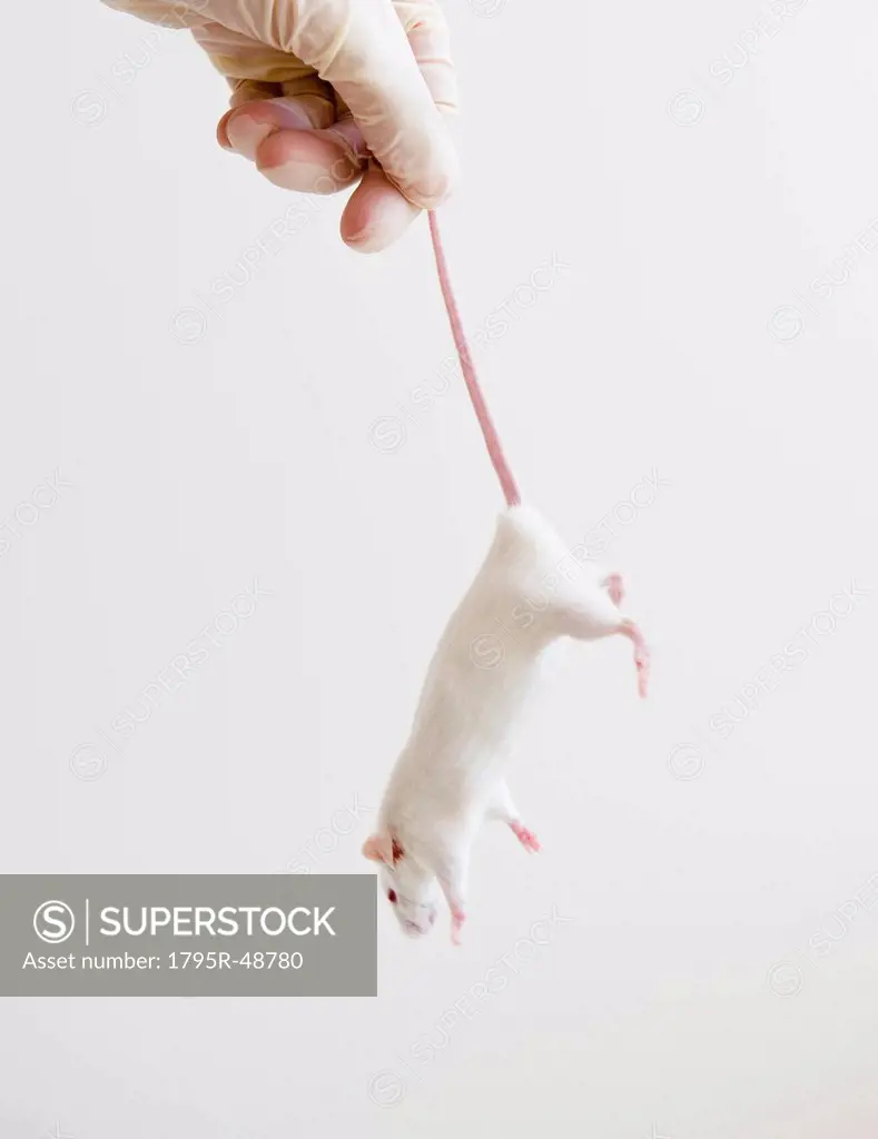 Studio shot of hand in glove holding white mouse