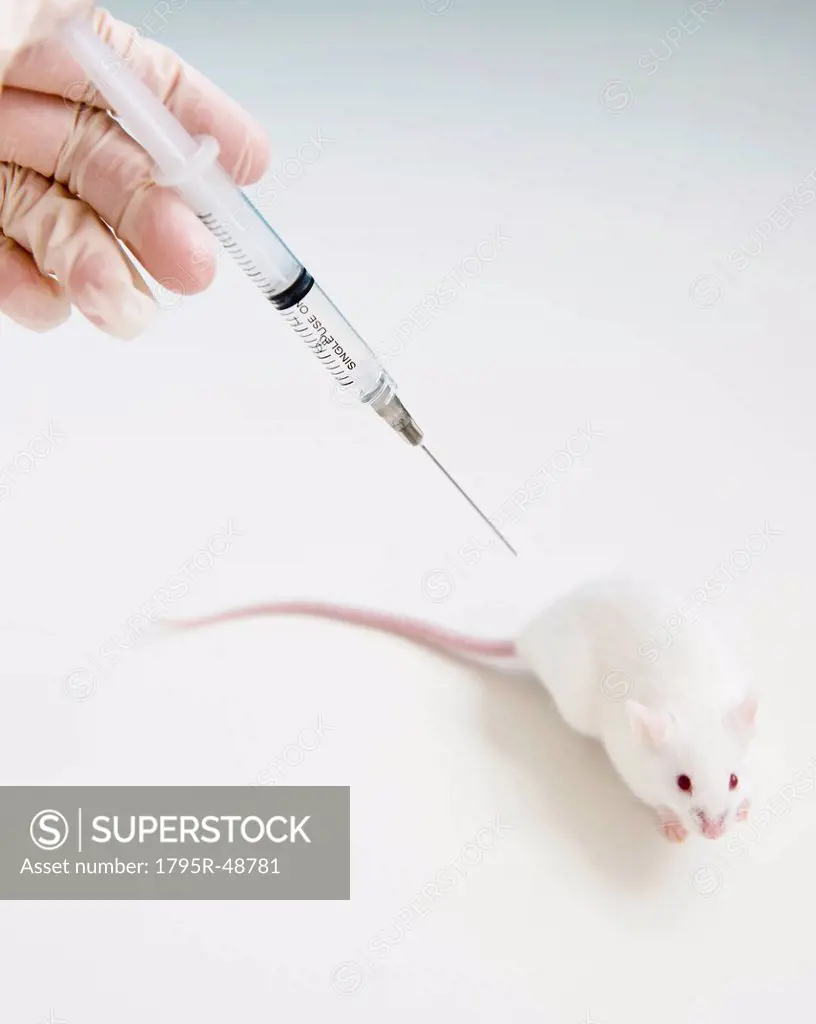 Studio shot of hand in glove holding syringe above white mouse