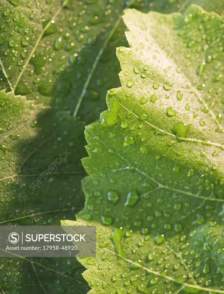 Close up of raindrops on green leafs