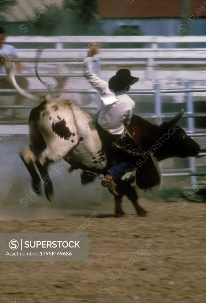 USA, Colorado, Rodeo rider in action