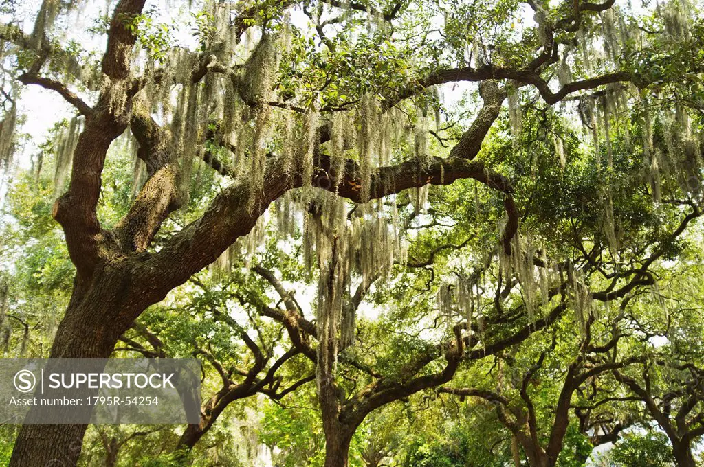 USA, Georgia, Savannah, Spanish moss on oak trees