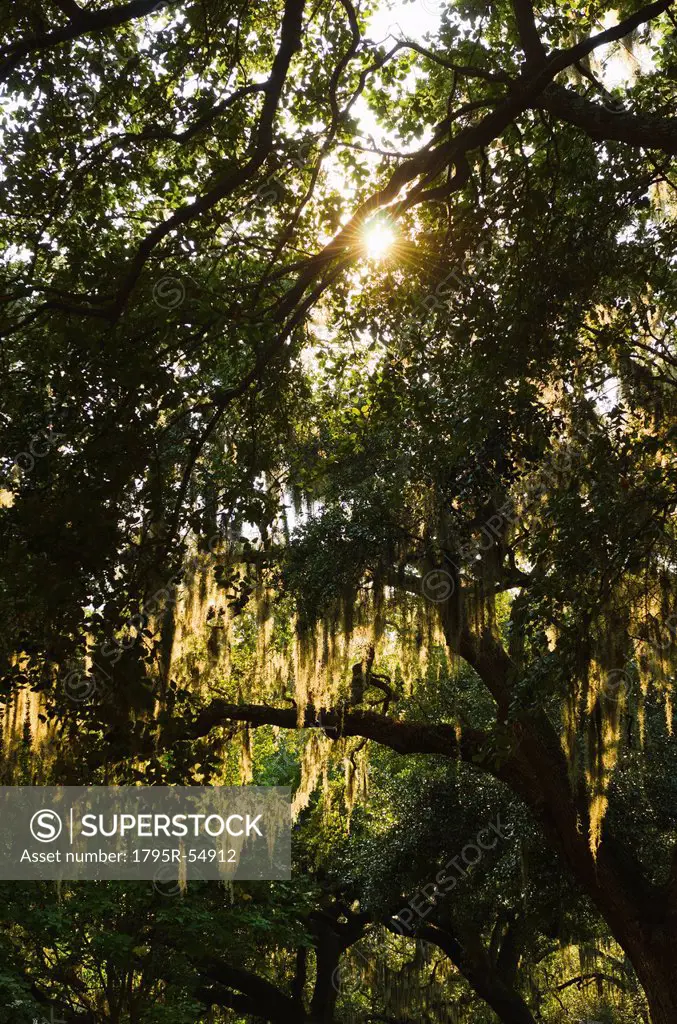 USA, Georgia, Savannah, Oak trees with spanish moss