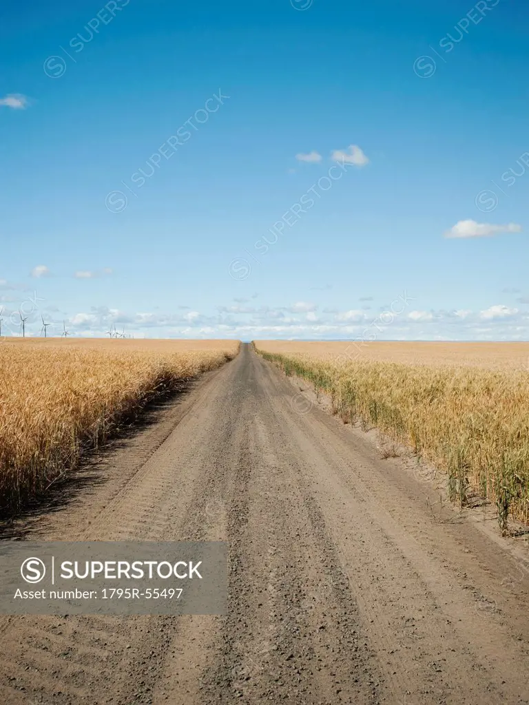 USA, Oregon, Wasco, Dirt road between wheat fields