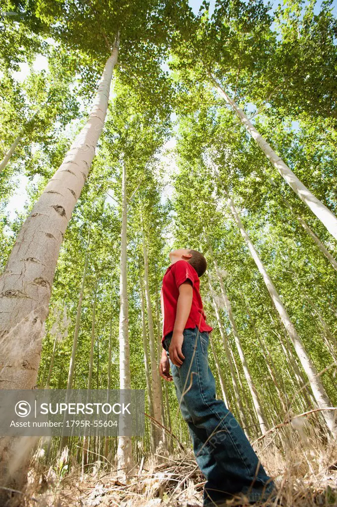 USA, Oregon, Boardman, Boy 8_9 standing between poplar trees in tree farm