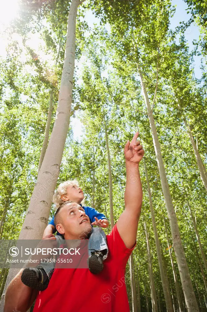 USA, Oregon, Boardman, Father showing son 8_9 poplar trees in tree farm