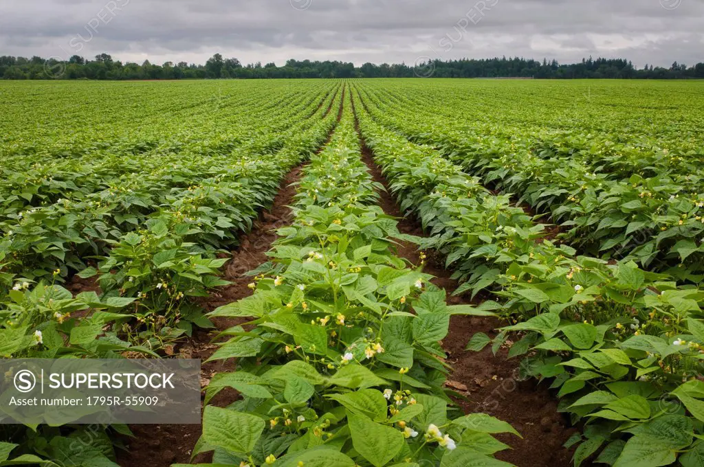 USA, Oregon, Marion County, Field of green beans blooming