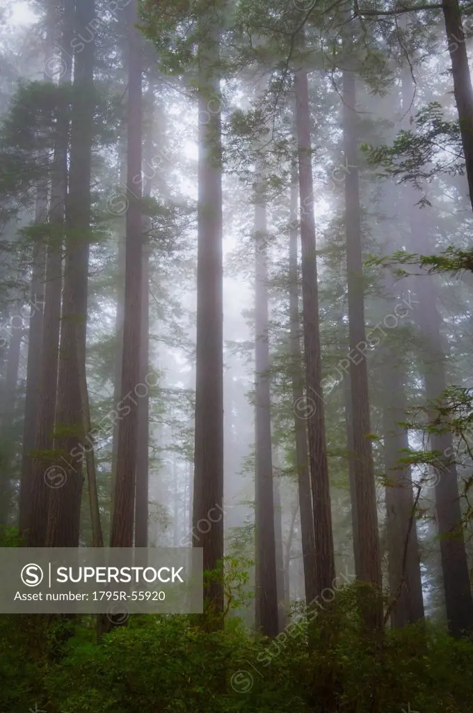 USA, California, Redwood National Park, Trees in fog