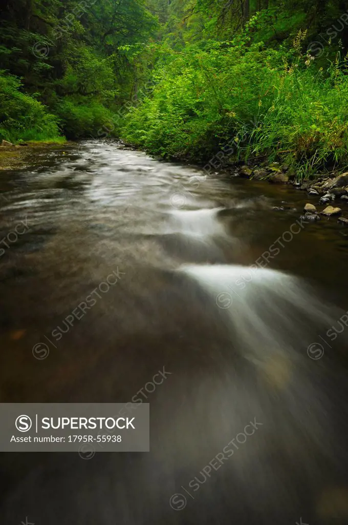 USA, Oregon, Silver Falls State Park, Silver Creek