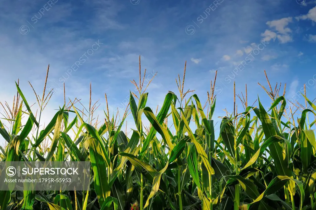 USA, Oregon, Marion County, Corn field