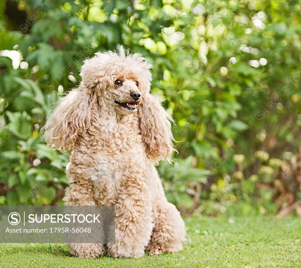 Apricot French Poodle in Garden