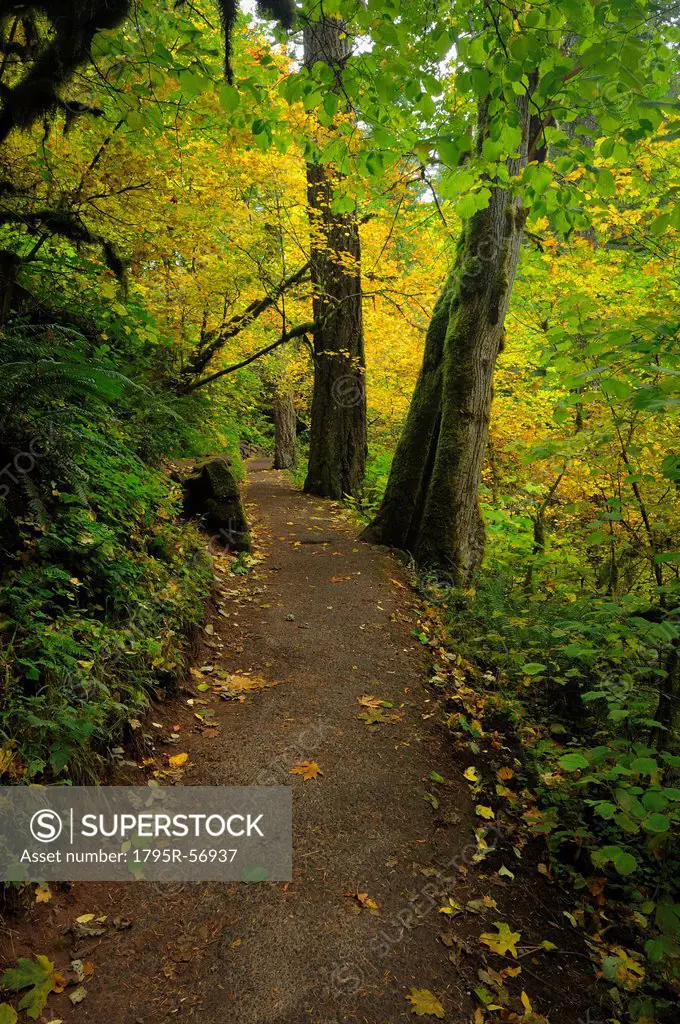 USA, Oregon, Multnomah County, Path in forest