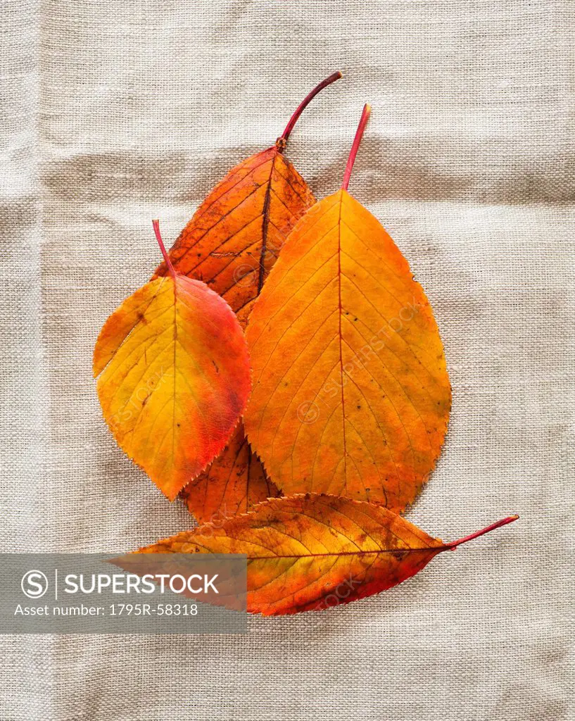 Autumn leaves on burlap, studio shot