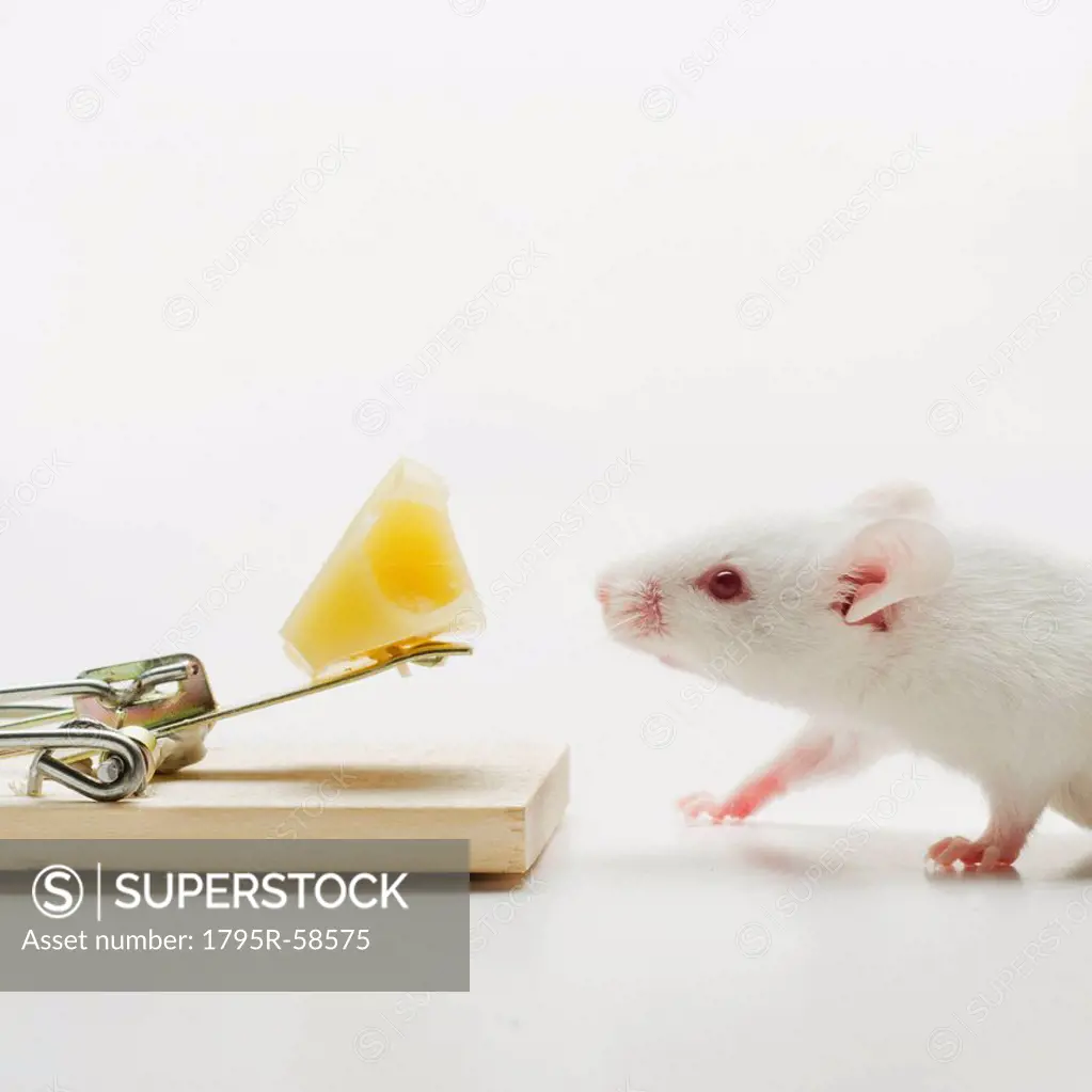 Write mouse near mousetrap, studio shot