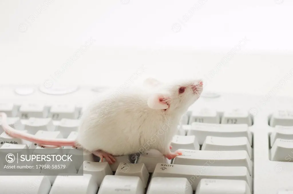 White mouse on computer keyboard, studio shot