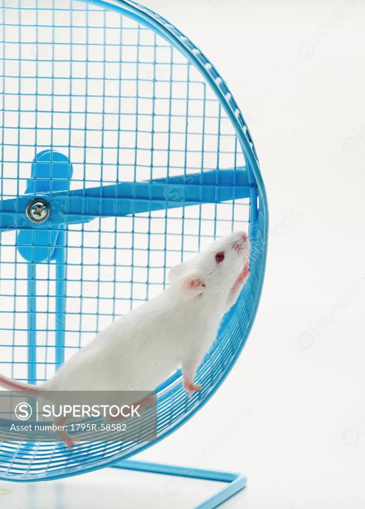 White mouse in exercise wheel, studio shot
