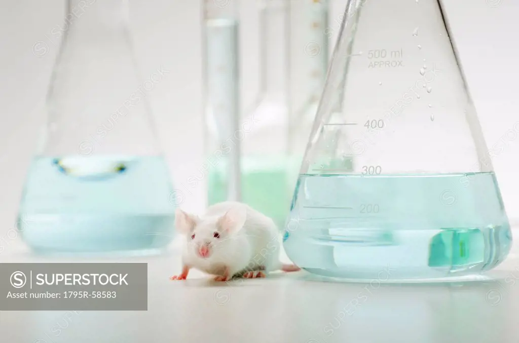 Laboratory mouse in front of laboratory glassware, studio shot